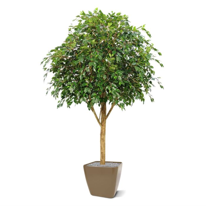 Ficus Exotica Giant kunstboom 290cm - FR - brandvertragend - NOVA LIGNUM