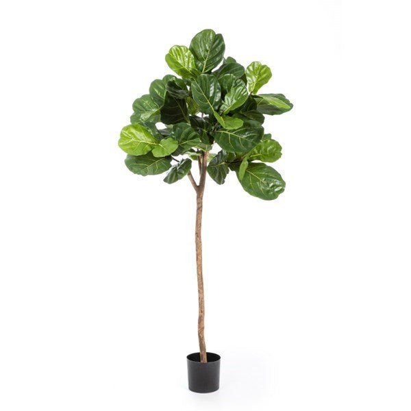 FICUS LYRATA SINGLE TRUNK - NOVA LIGNUM