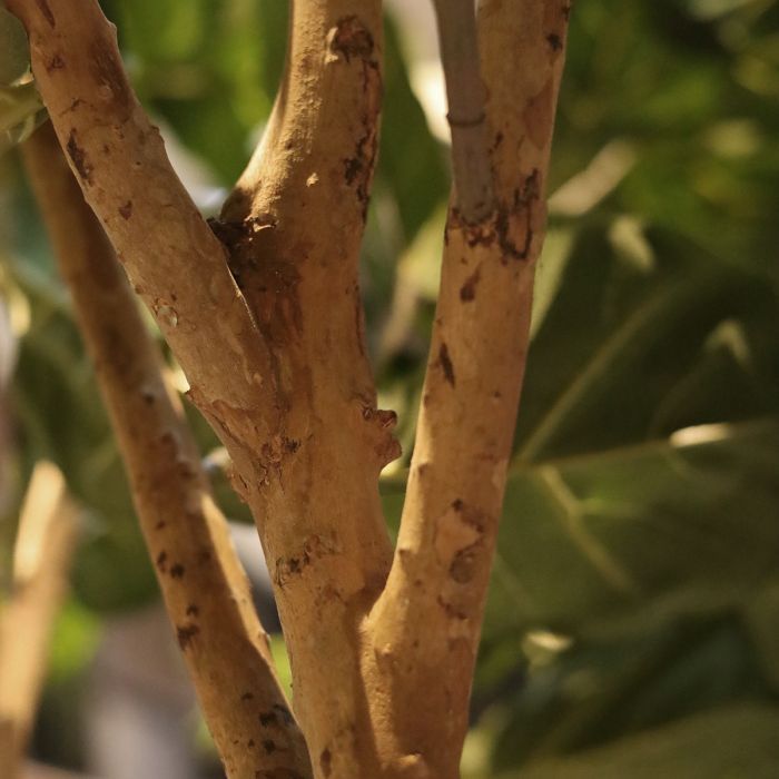Ficus Lyrata XL kunstboom Deluxe 300cm - NOVA LIGNUM