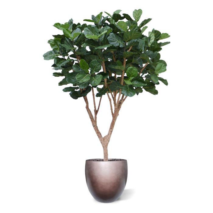 Ficus Lyrata XL kunstboom Deluxe 300cm - NOVA LIGNUM