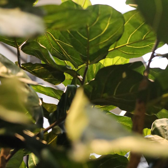 Ficus Lyrata XL kunstboom Deluxe 300cm - NOVA LIGNUM