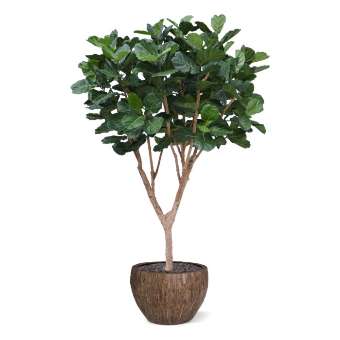 Ficus Lyrata XL kunstboom Deluxe 300cm - NOVA LIGNUM