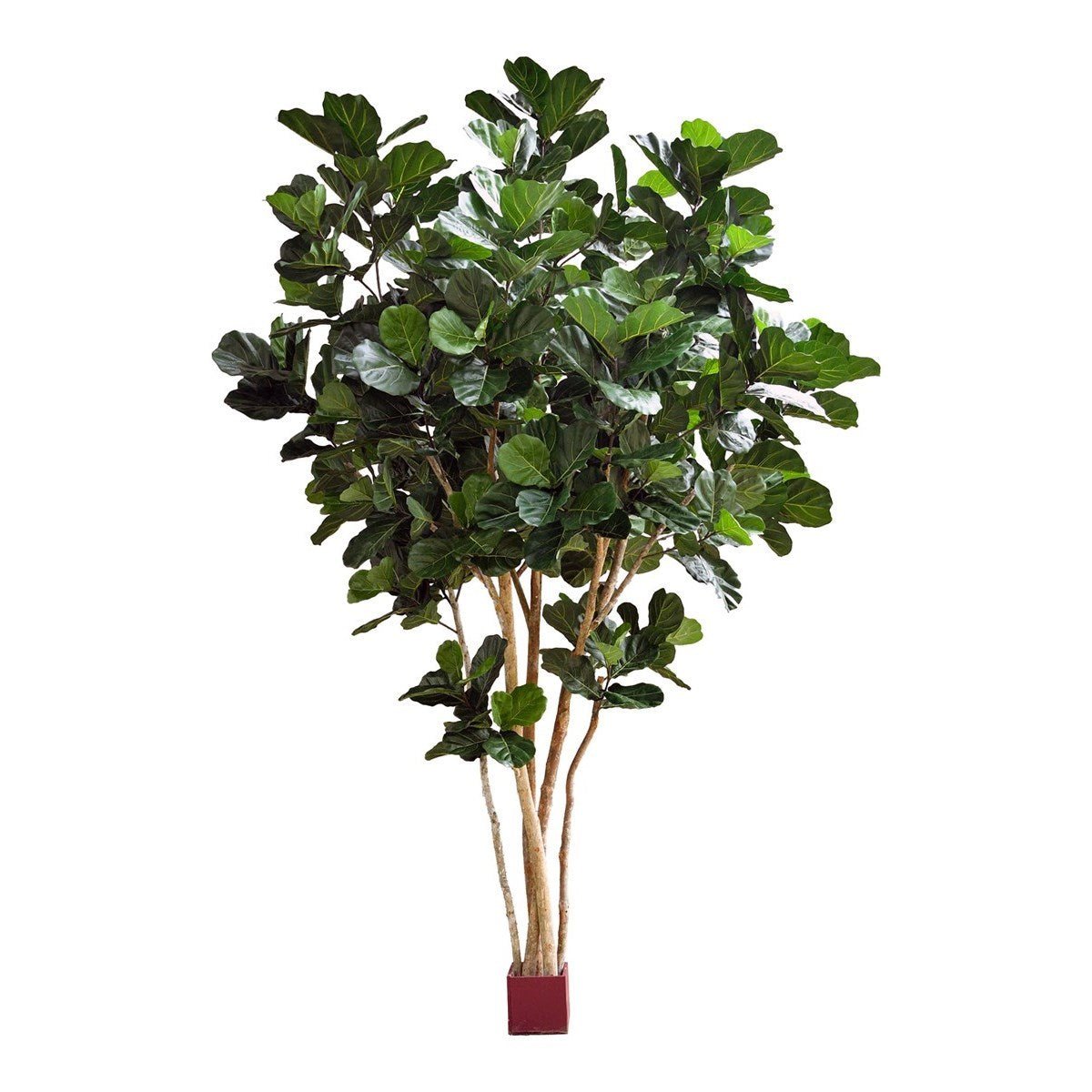 Fiddle Leaf Giant Nitida Tree 56914N - NOVA LIGNUM