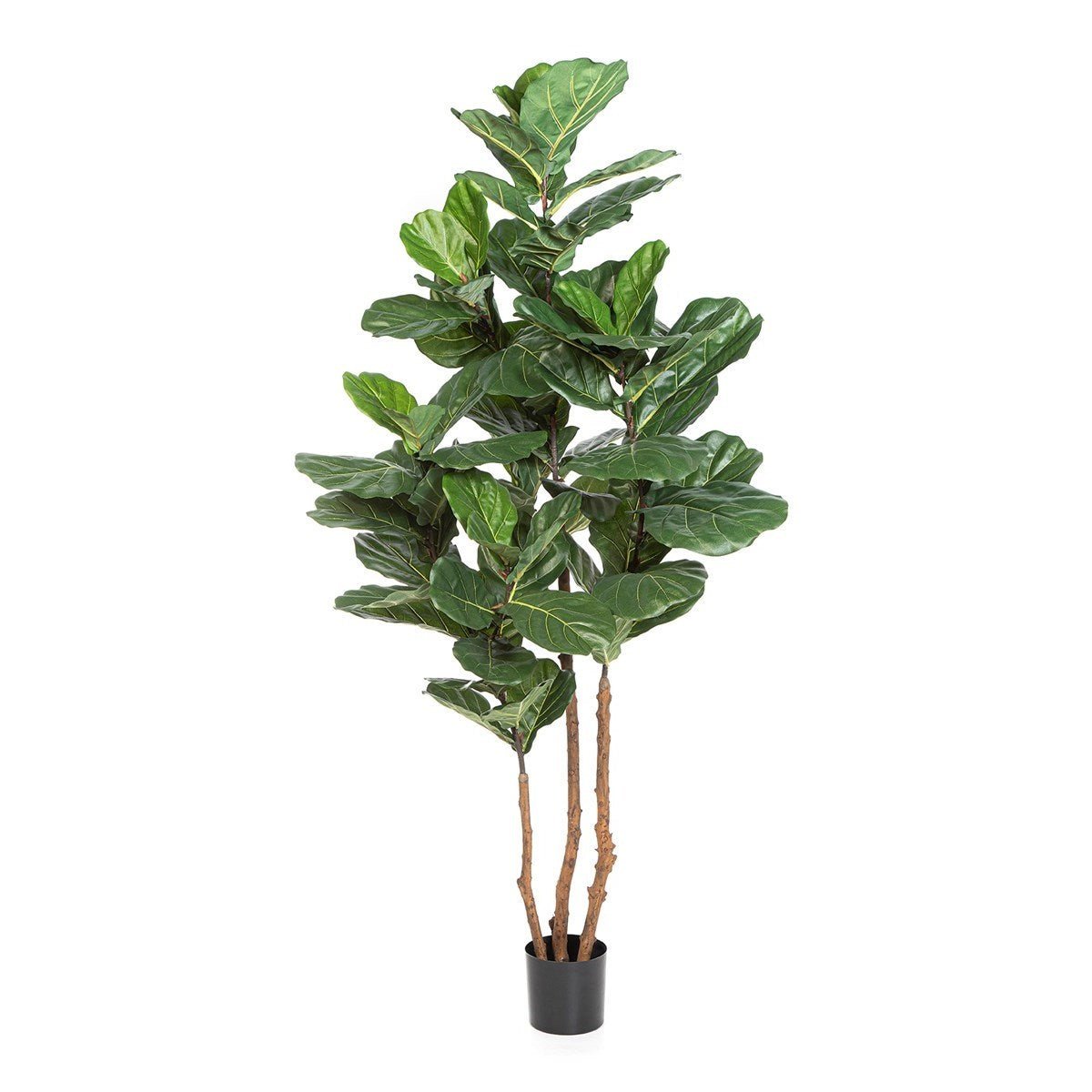 Fiddle Leaf Nitida 220 cm - NOVA LIGNUM