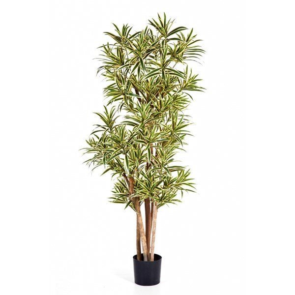 FLAME RETARDANT DRACAENA REFLEXA - NOVA LIGNUM