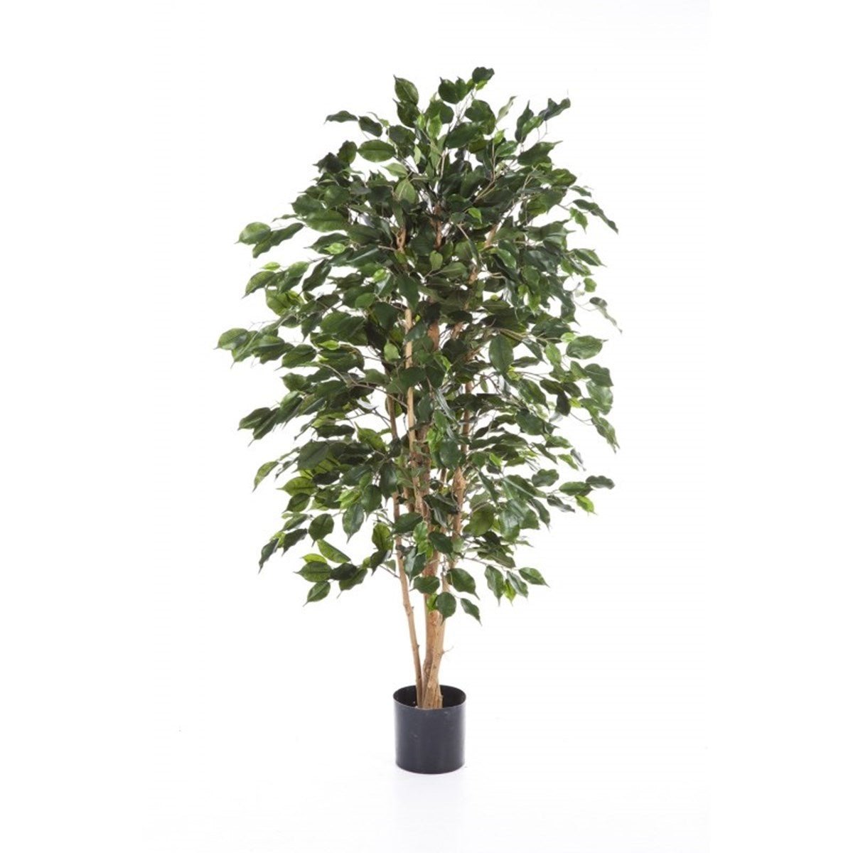 Flame Retardant Ficus Exotica - NOVA LIGNUM