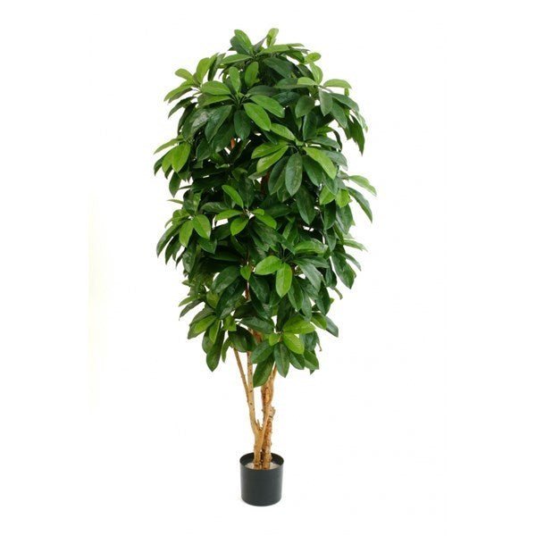 FLAME RETARDANT LADY SCHEFFLERA TREE - NOVA LIGNUM
