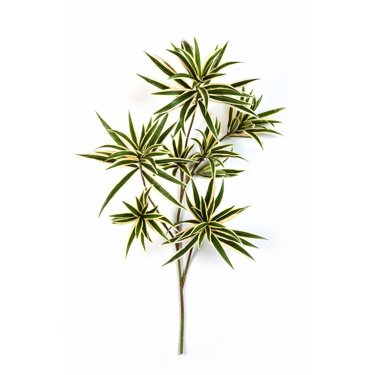 Flame Retardant Variegated Dracaena Reflexa Spray - NOVA LIGNUM