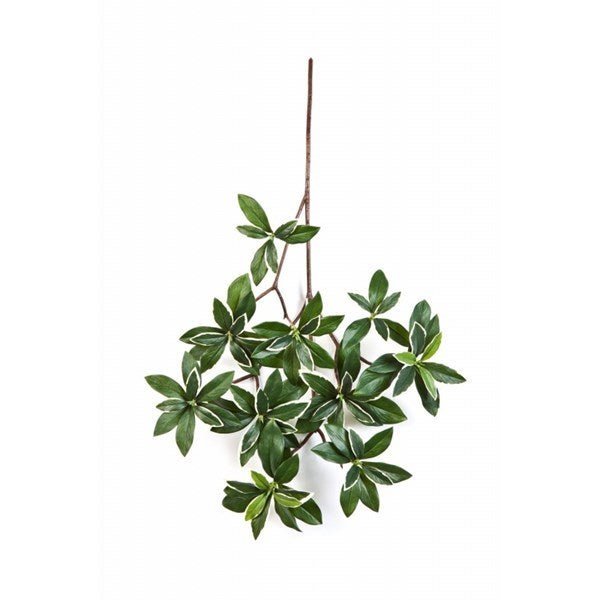 Flame retardant variegated Euonymus japonicus spray - NOVA LIGNUM