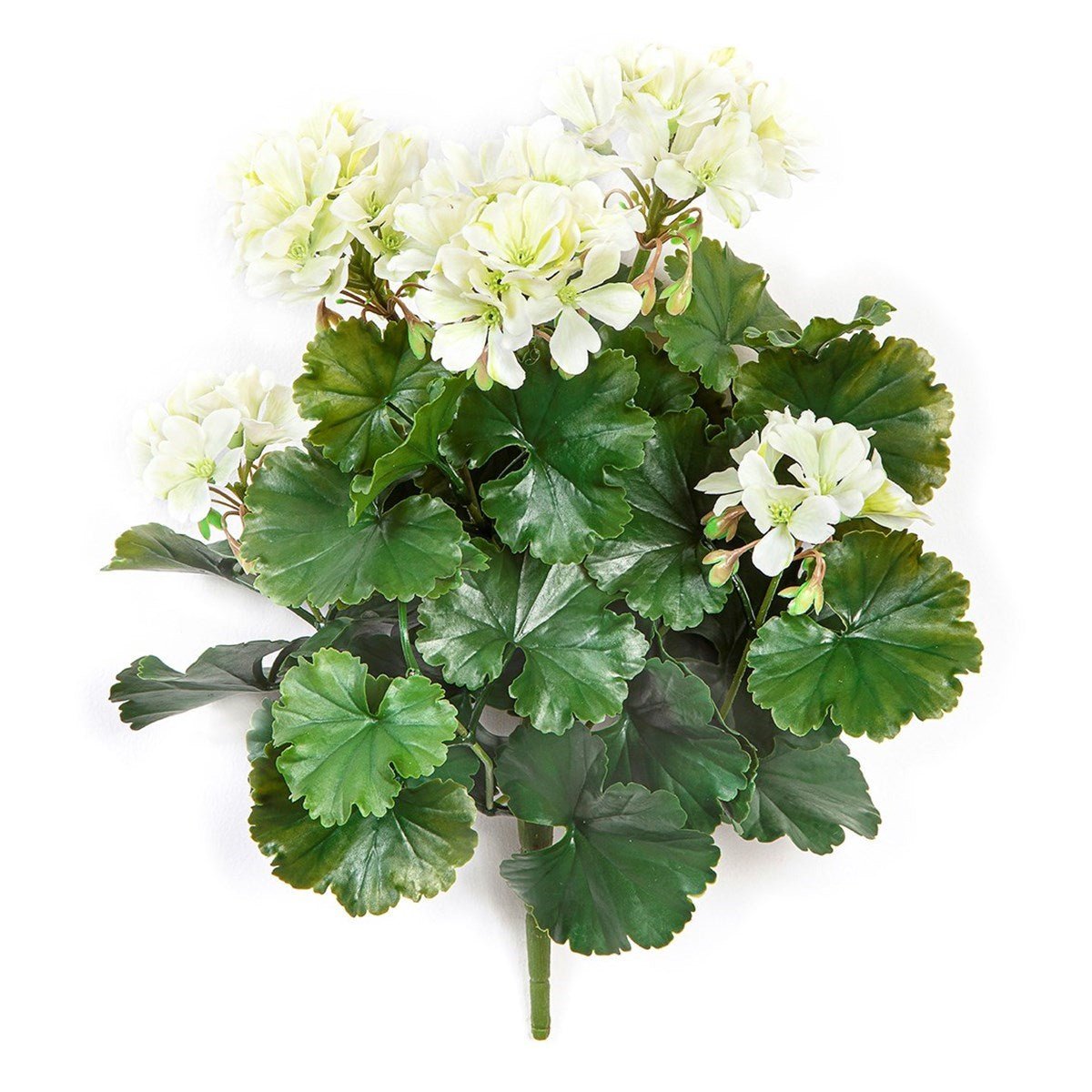 GERANIUM BUSH CREAM - UV - NOVA LIGNUM