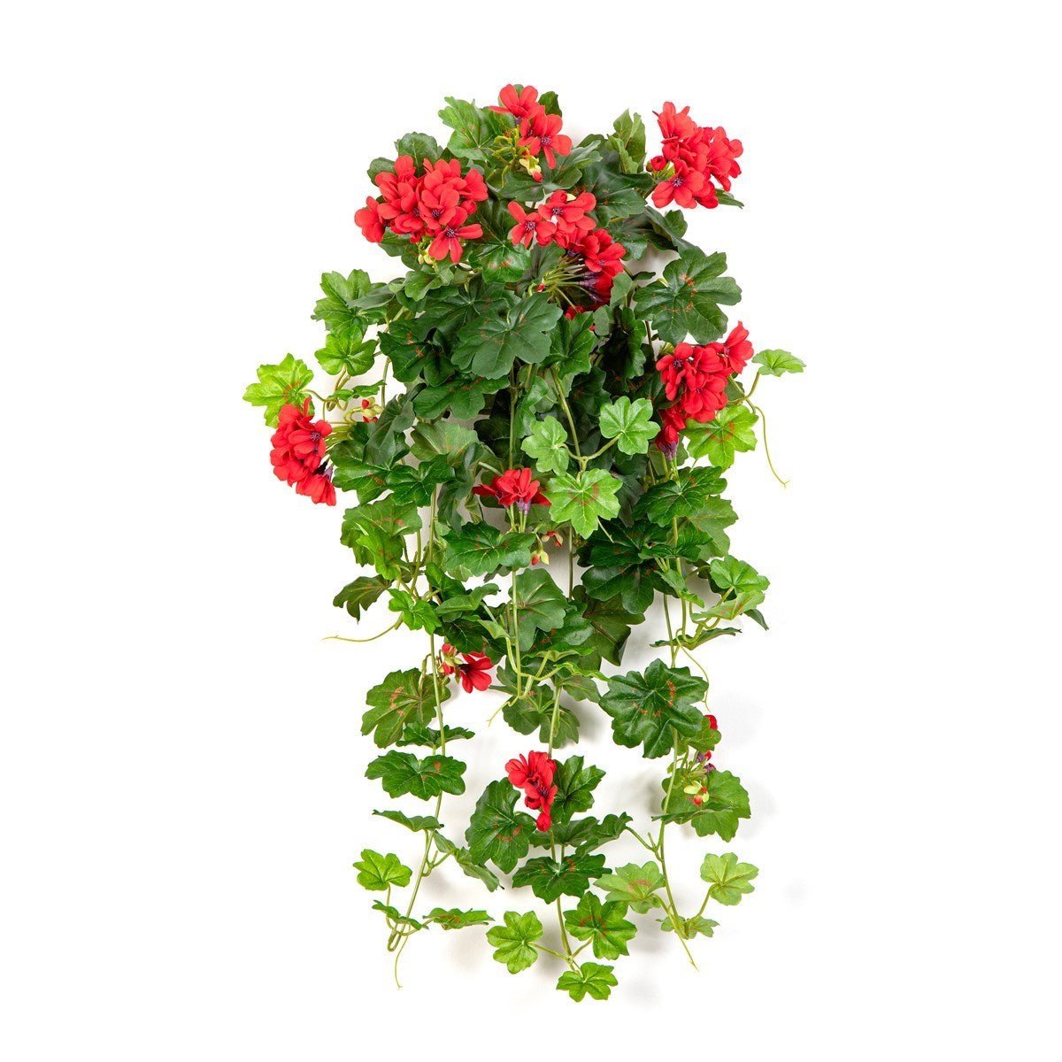Geranium Cascade Hanging Bush Red - NOVA LIGNUM