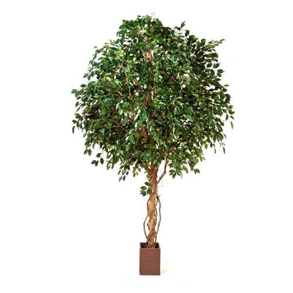 GIANT FICUS EXOTICA TREE 31210N - NOVA LIGNUM