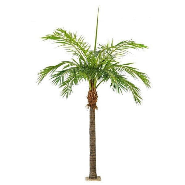 Giant Phoenixpalm - NOVA LIGNUM