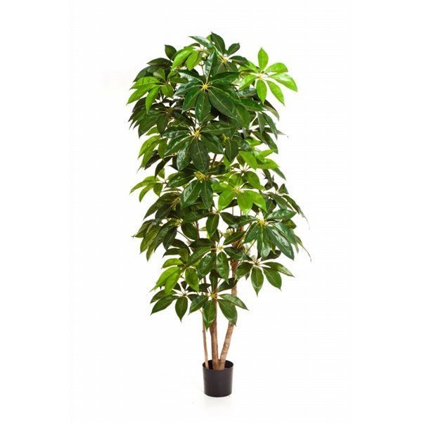 GIANT SCHEFFLERA TREE - NOVA LIGNUM