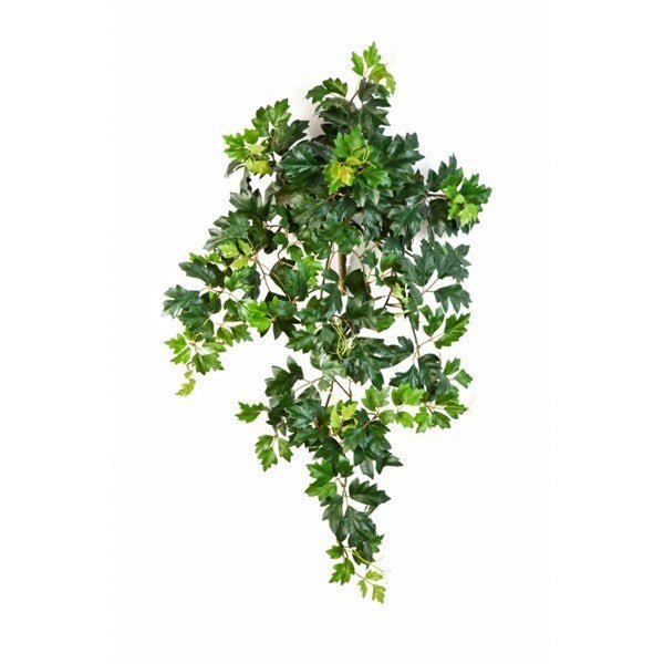 Grape ivy hanging bush x 7 - NOVA LIGNUM