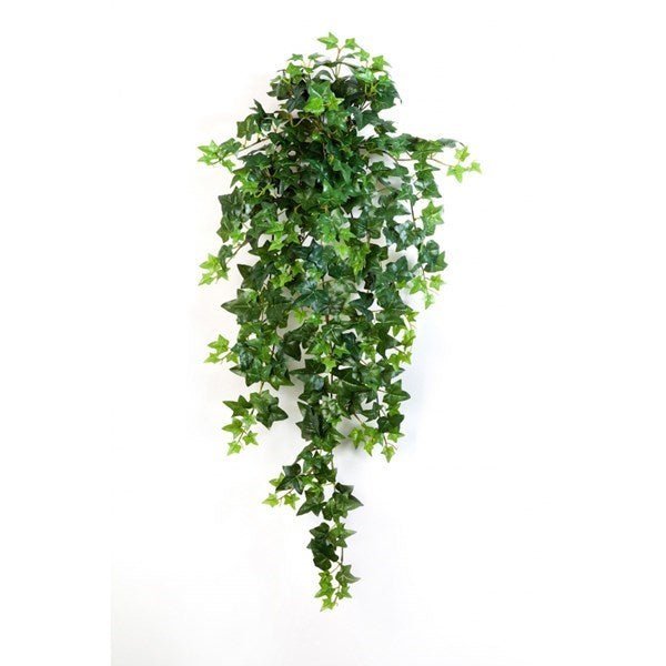 Green Ivy Hanging Bush X 15 - NOVA LIGNUM