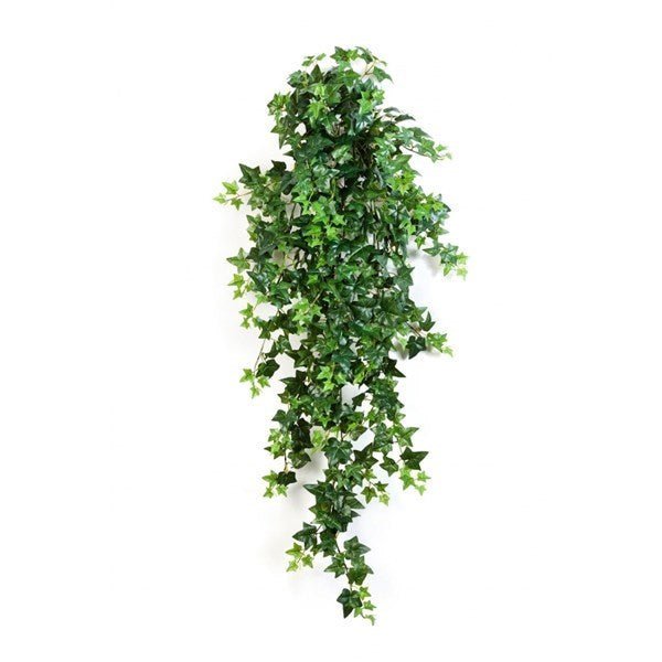 Green Ivy Hanging Bush x 18 - NOVA LIGNUM