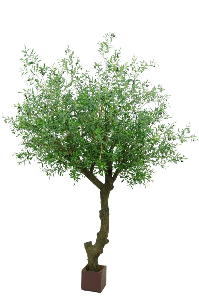 Gebogener Olivenbaum mit Oliven