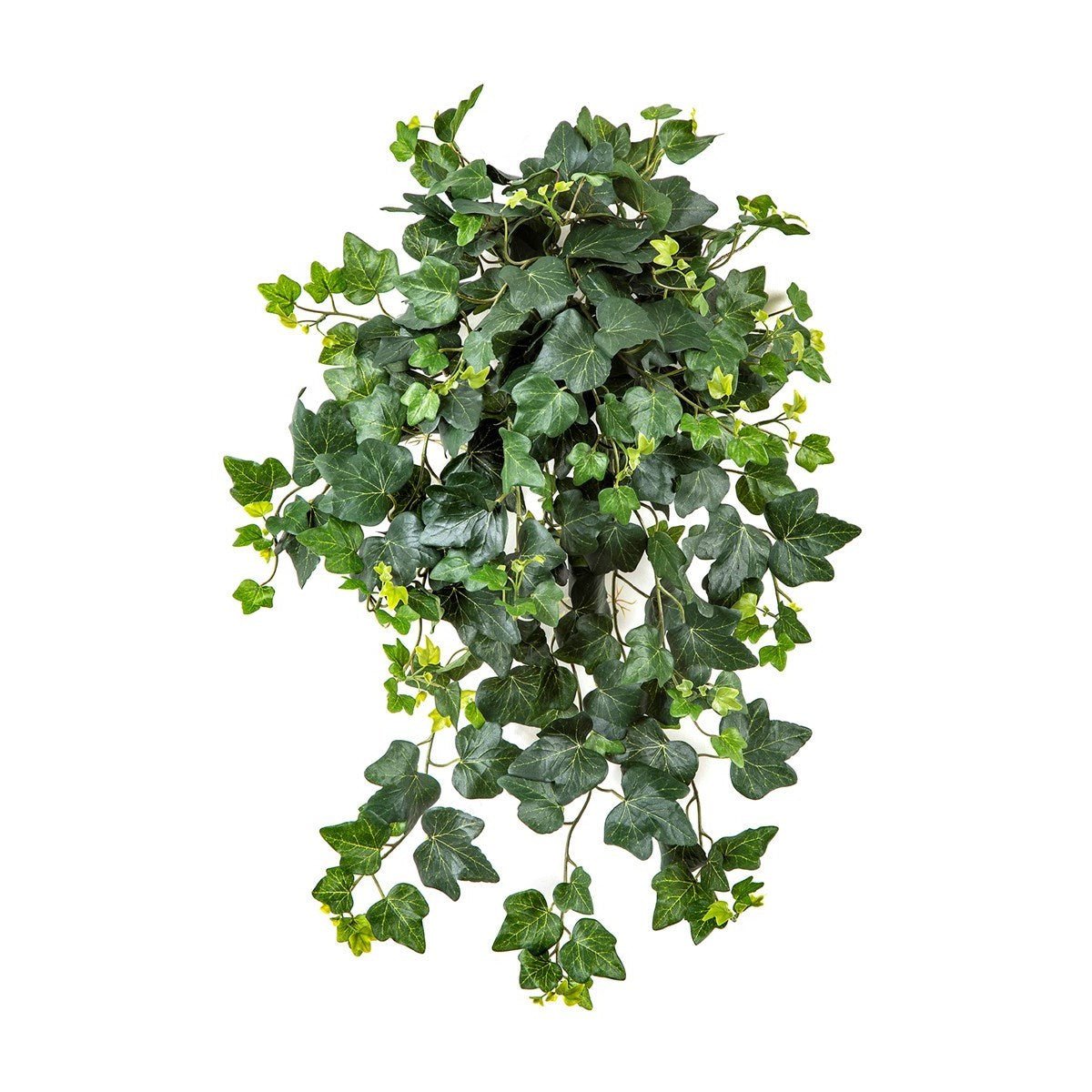 Ivy Hanging Bush x 262 -UV - NOVA LIGNUM