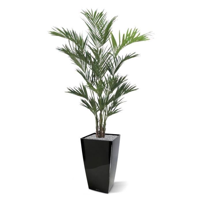 Kentia deluxe kunstpalm XL 260cm - NOVA LIGNUM