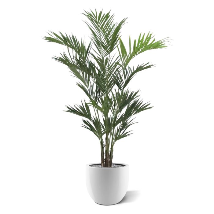 Kentia deluxe kunstpalm XL 260cm - NOVA LIGNUM
