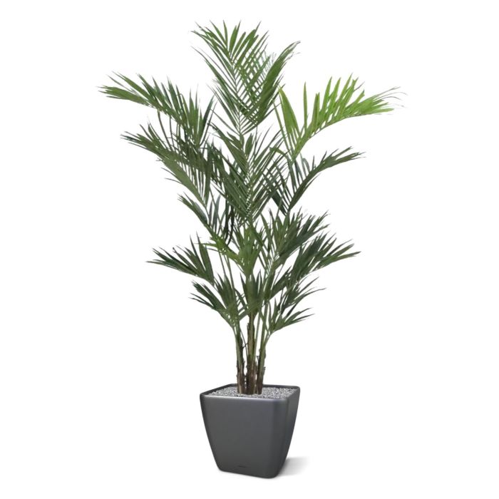 Kentia deluxe kunstpalm XL 260cm - NOVA LIGNUM