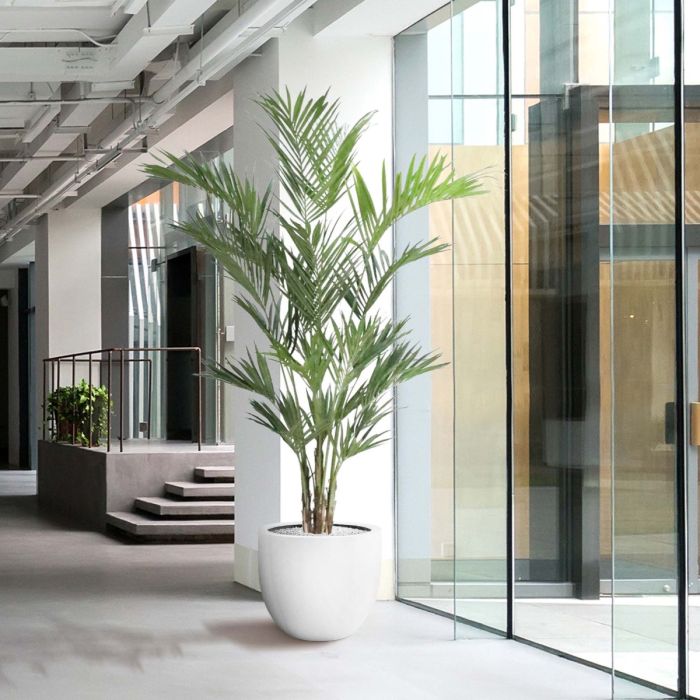 Kentia deluxe kunstpalm XL 260cm - NOVA LIGNUM