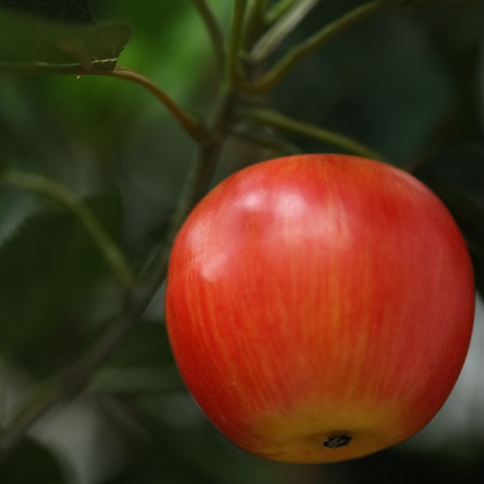 Kunst Appelboom Deluxe XL 280cm - NOVA LIGNUM