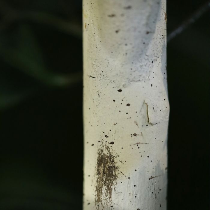 Kunst Berkenboom 250cm Deluxe - NOVA LIGNUM