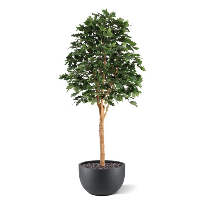 Kunst Eikenboom Deluxe 250cm - NOVA LIGNUM