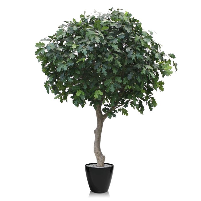 Kunst Eikenboom Giant deluxe 300cm - NOVA LIGNUM