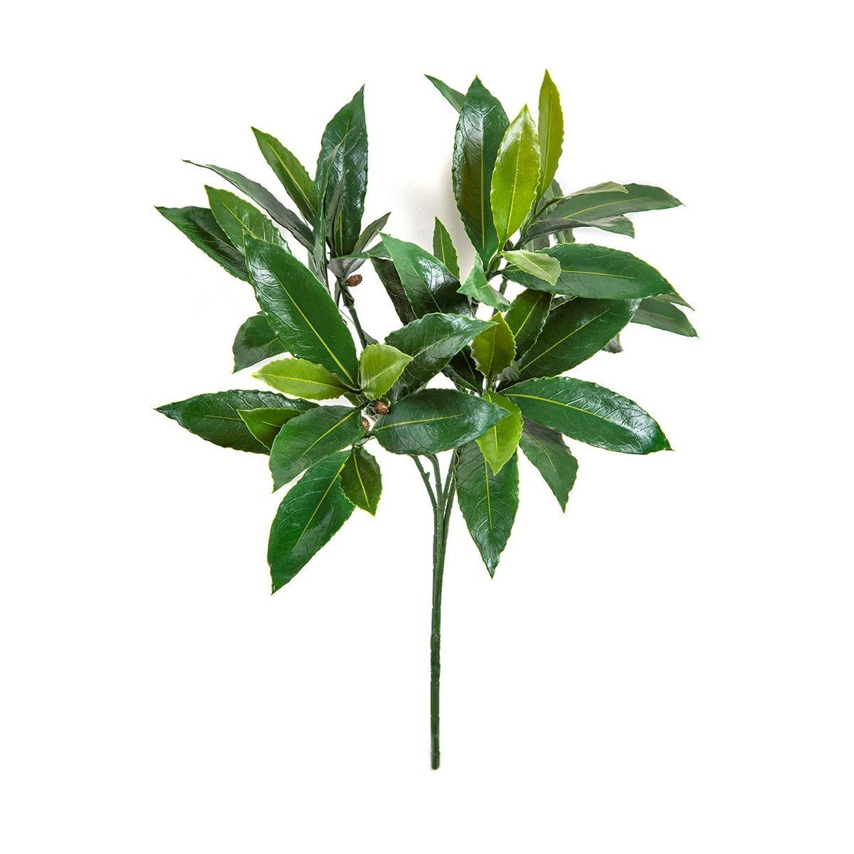 Laurel Spray x 55 Leaves - UV - NOVA LIGNUM