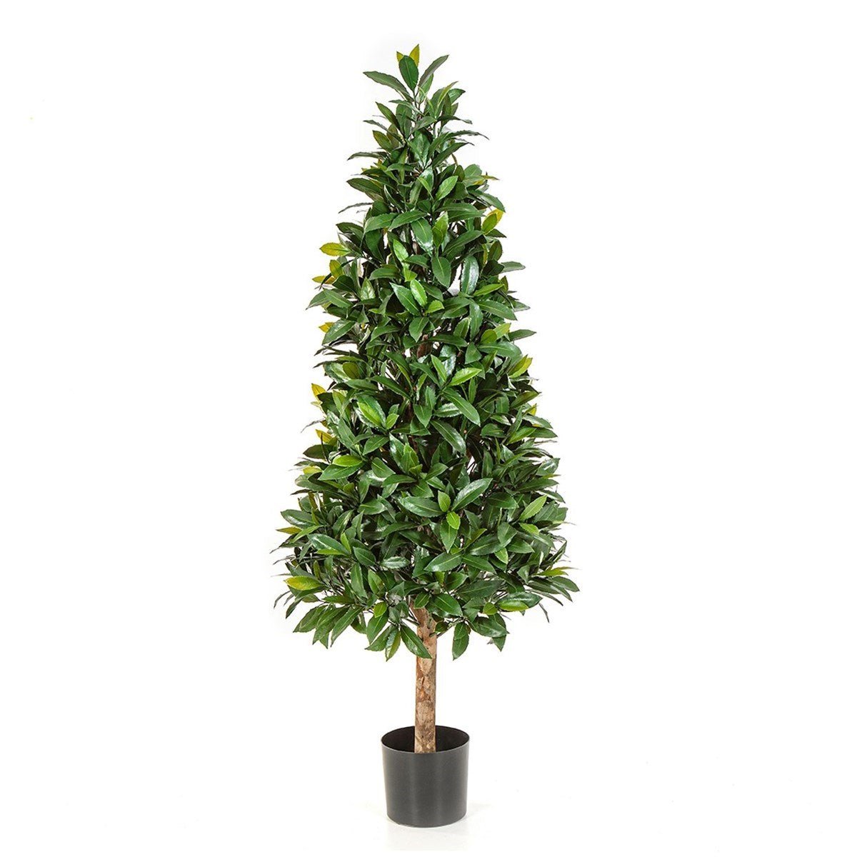 Laurel Tree UV - NOVA LIGNUM