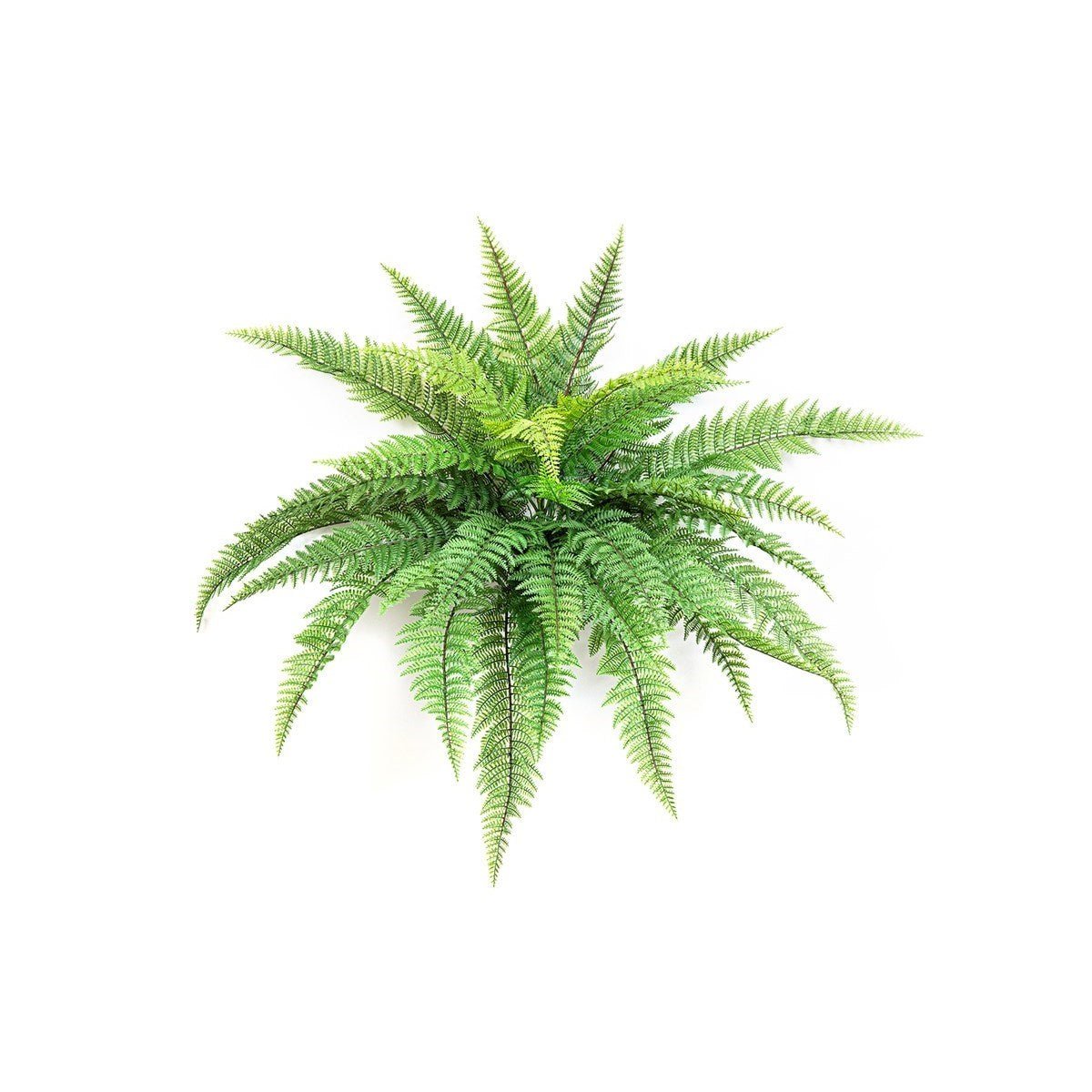 Leather Forest Fern - UV - NOVA LIGNUM