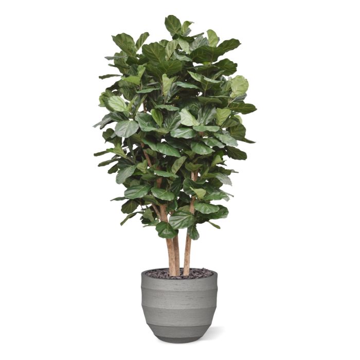 Lyrata Kolom Giant Kunstboom Deluxe 300cm - NOVA LIGNUM