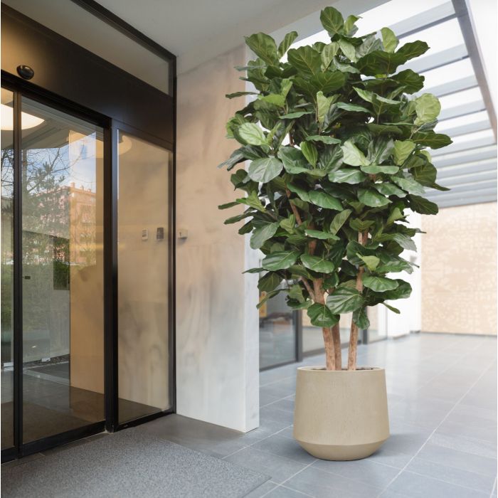 Lyrata Kolom Giant Kunstboom Deluxe 300cm - NOVA LIGNUM