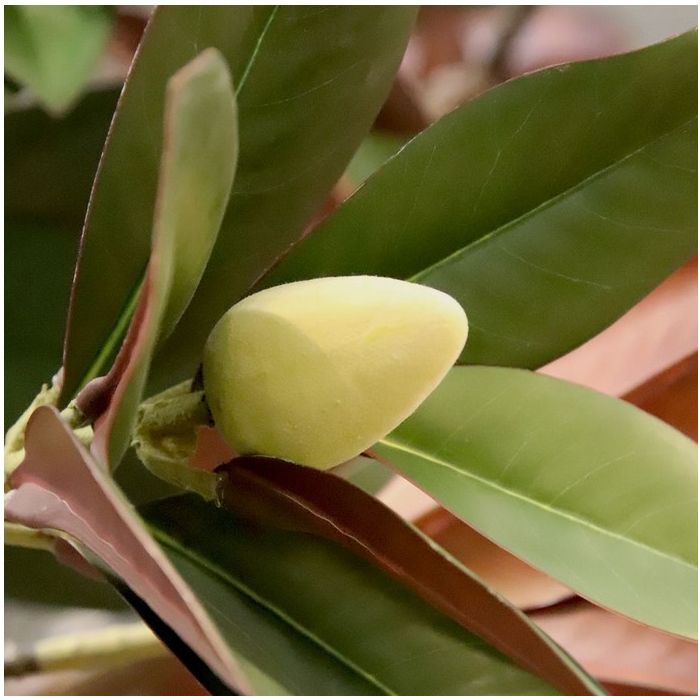 Magnolia kunstboom 300cm - NOVA LIGNUM