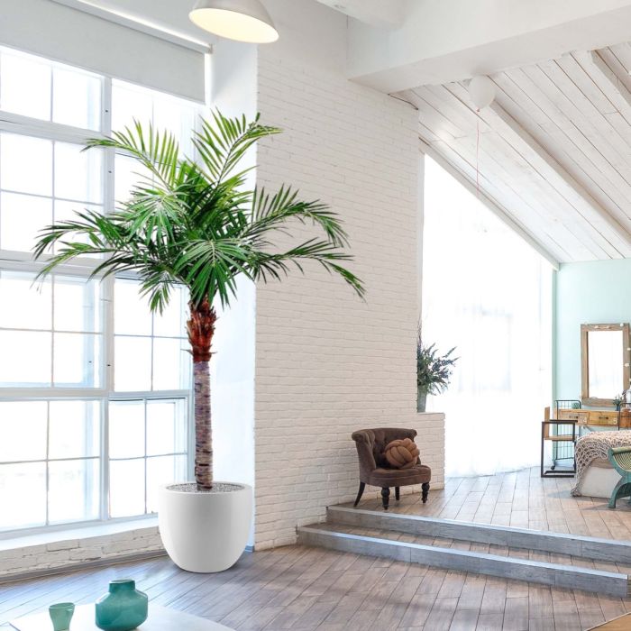 Majesty Giant kunstpalm 350cm - NOVA LIGNUM