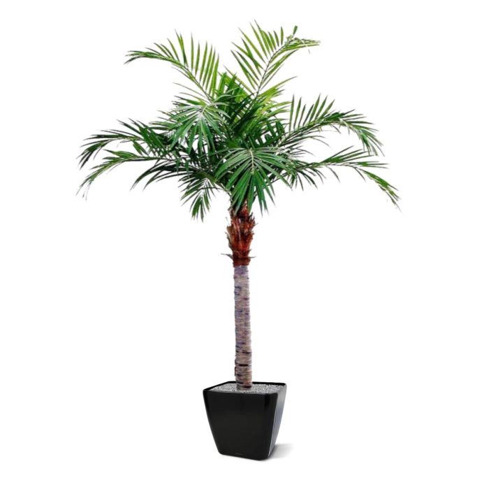 Majesty Giant kunstpalm 350cm - NOVA LIGNUM