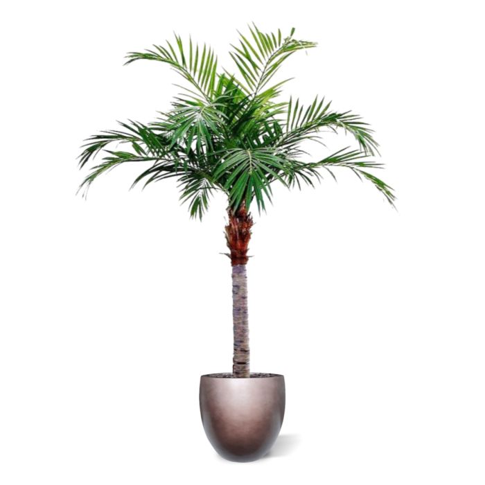 Majesty Giant kunstpalm 350cm - NOVA LIGNUM
