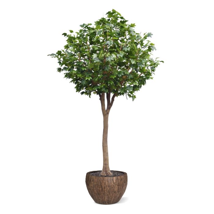 Maple Kunstboom Deluxe XXL 375cm op stam - NOVA LIGNUM