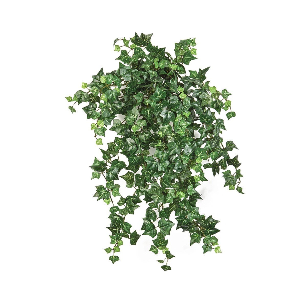 Mini English Ivy x 560 - NOVA LIGNUM