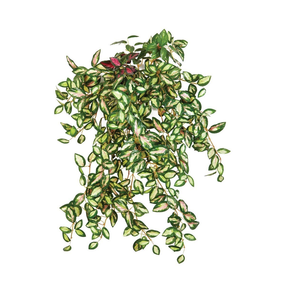 Mini Hoya bush x 560 - NOVA LIGNUM