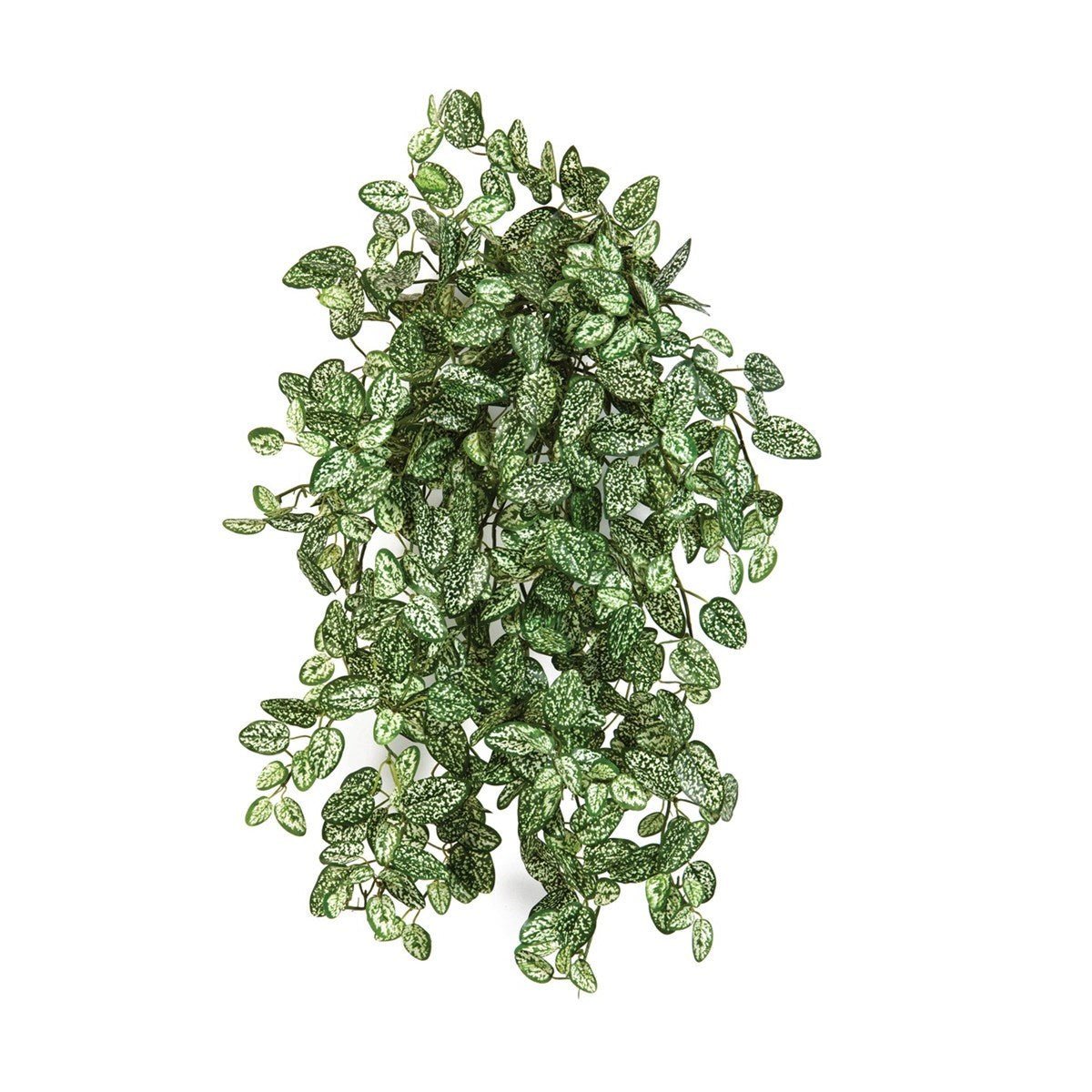 Mini Hypoestes x 560 - NOVA LIGNUM