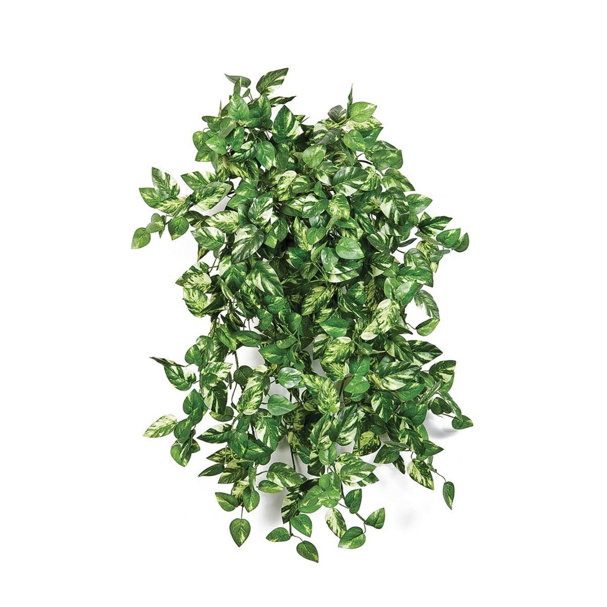Mini Pothos bush x 560 - NOVA LIGNUM