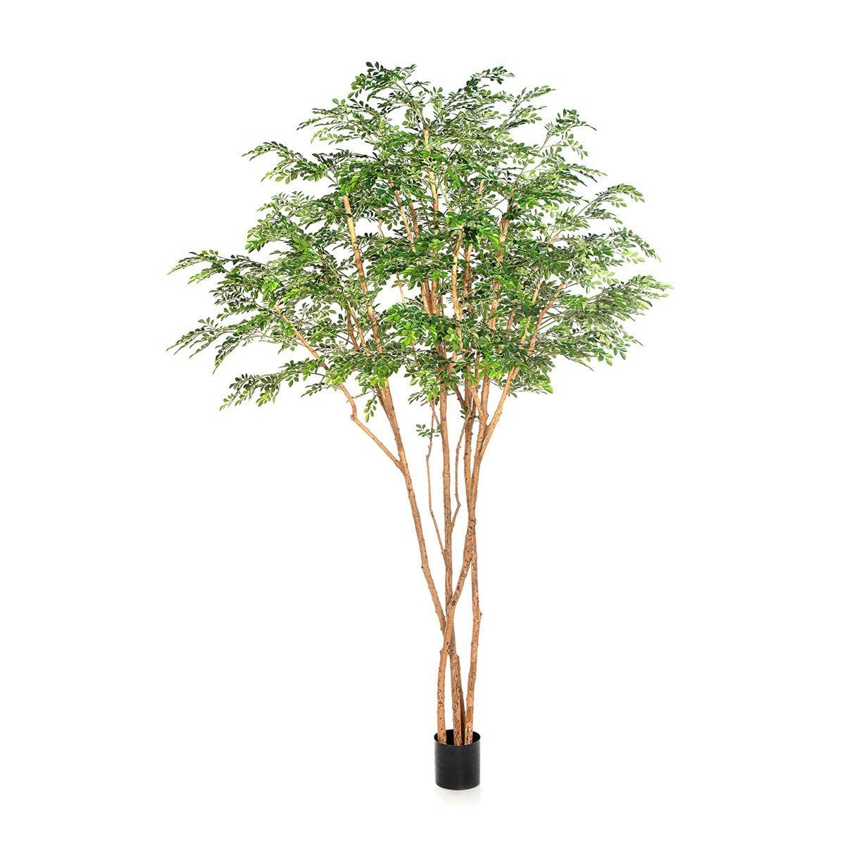 Murraya Giant Tree 57711 N - NOVA LIGNUM