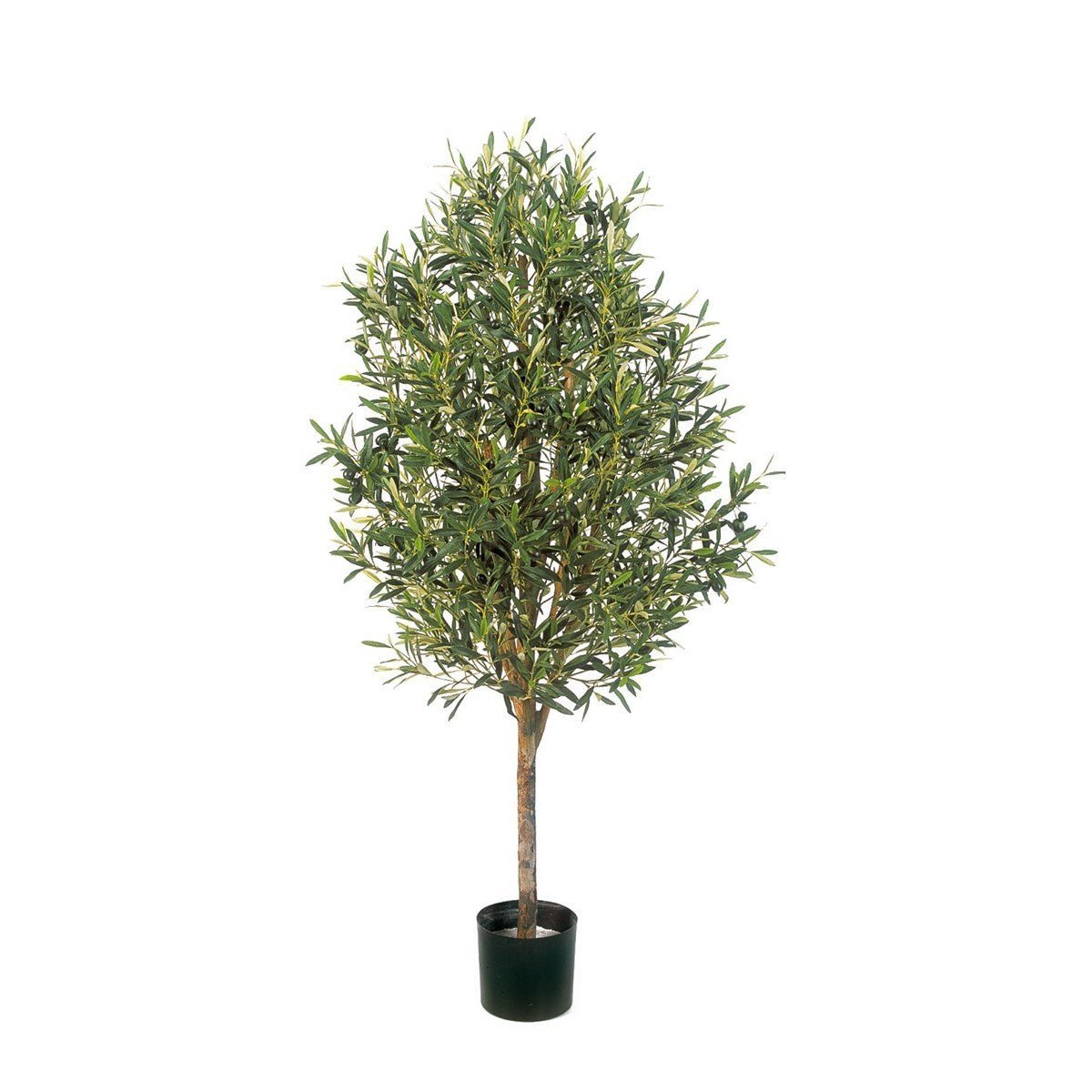 NATURAL OLIVE VINE TREE WITH FRUITS - NOVA LIGNUM