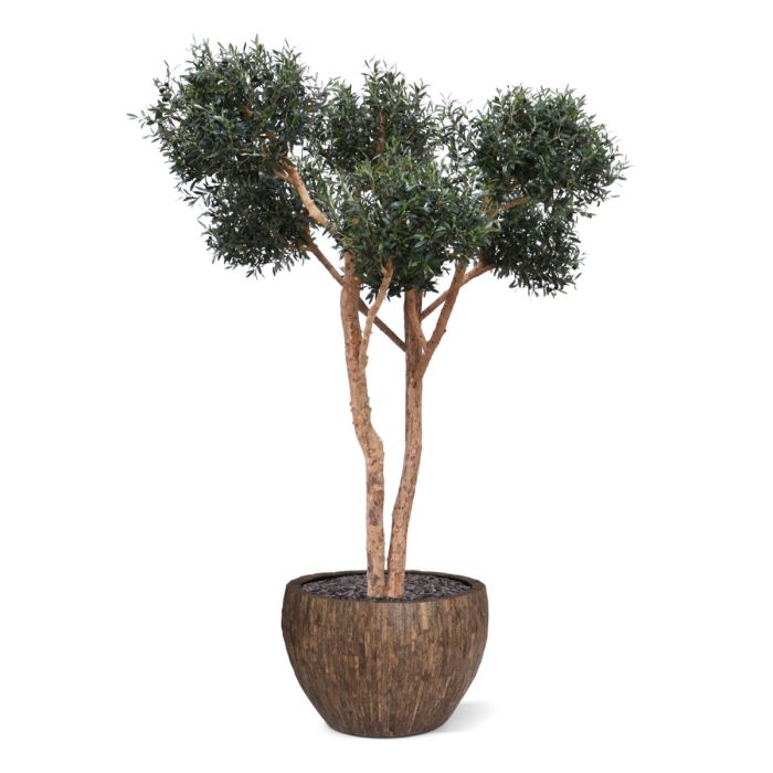 Olijf kunst Bonsai boom Deluxe 250cm - NOVA LIGNUM