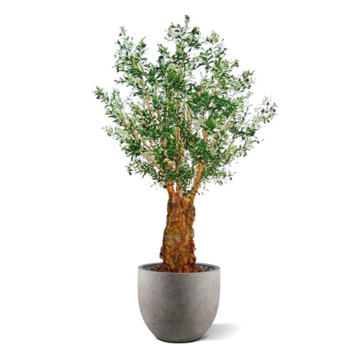 Olijf deluxe kunstboom 290cm - afbeelding 7