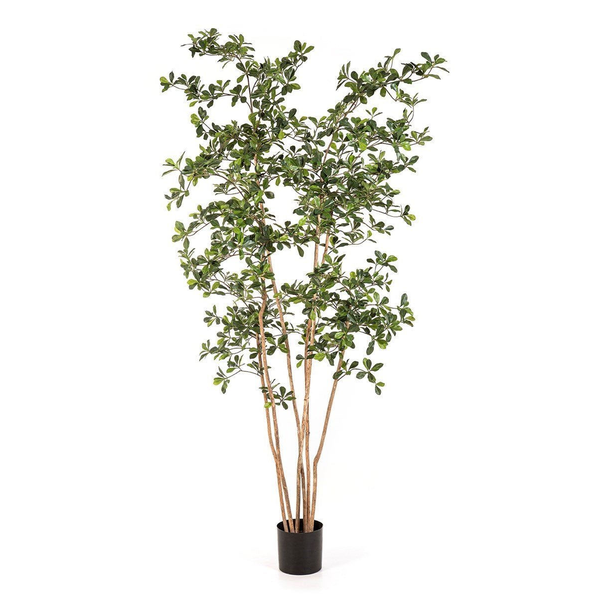 Oriental Black Olive Tree 48107N - NOVA LIGNUM